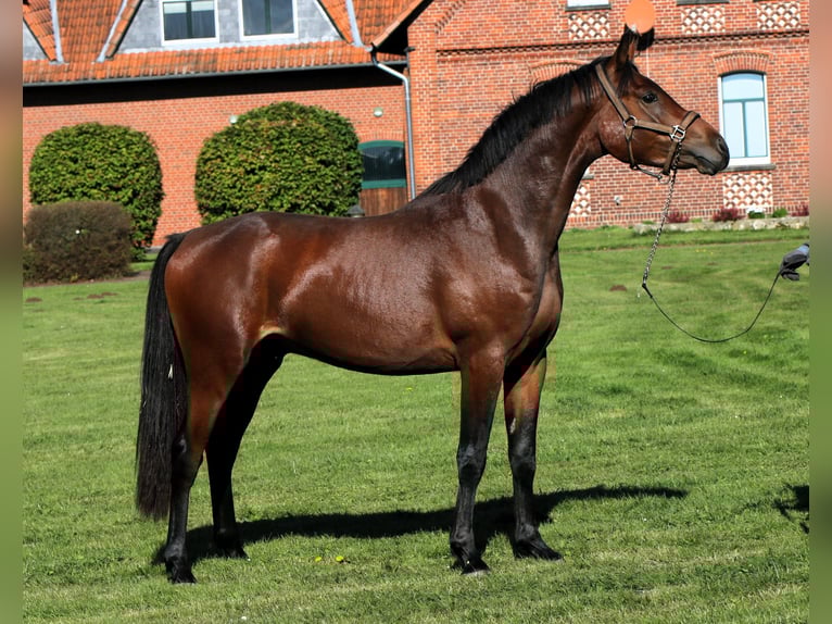 Pony tedesco Stallone 3 Anni 153 cm Baio in Rehburg-Loccum Münchehagen