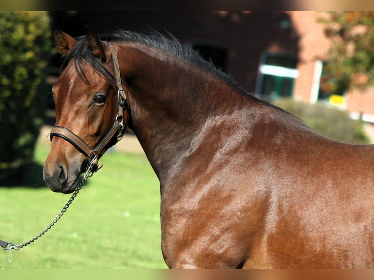 Pony tedesco Stallone 3 Anni 153 cm Baio in Rehburg-Loccum Münchehagen