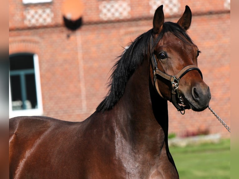 Pony tedesco Stallone 3 Anni 153 cm Baio in Rehburg-Loccum Münchehagen