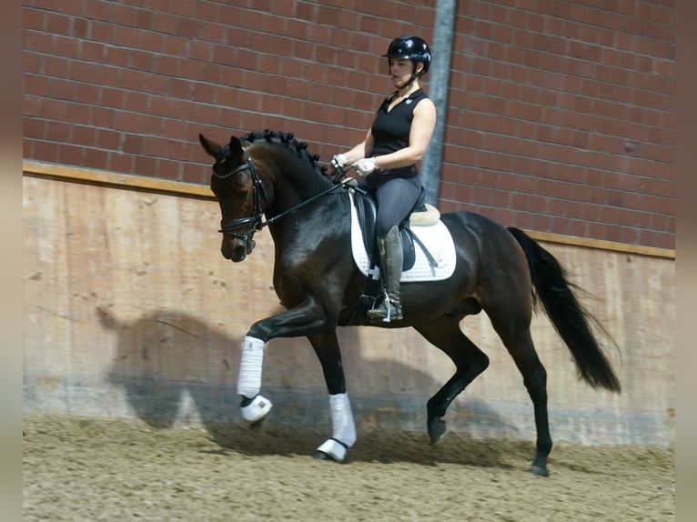 Pony tedesco Mix Stallone 3 Anni 154 cm Baio scuro in Paderborn