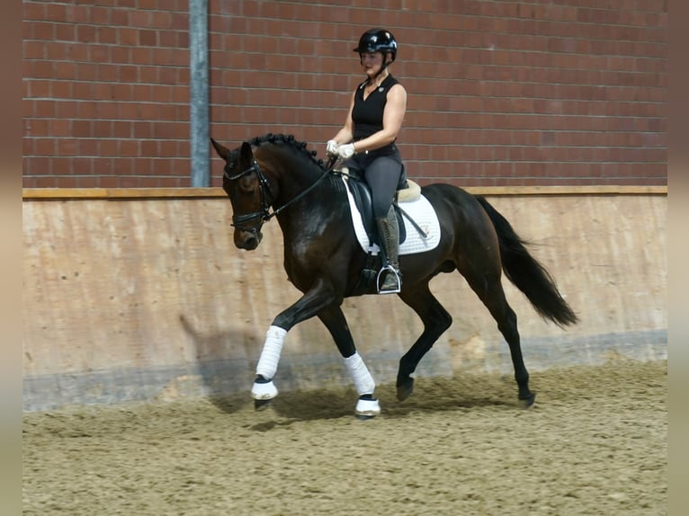 Pony tedesco Mix Stallone 3 Anni 154 cm Baio scuro in Paderborn