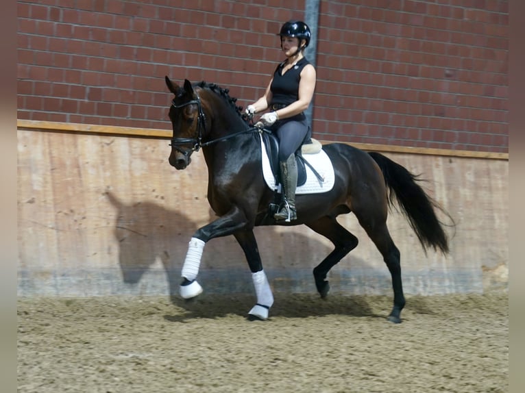 Pony tedesco Mix Stallone 3 Anni 154 cm Baio scuro in Paderborn