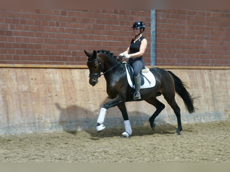 Pony tedesco Mix Stallone 3 Anni 154 cm Baio scuro in Paderborn