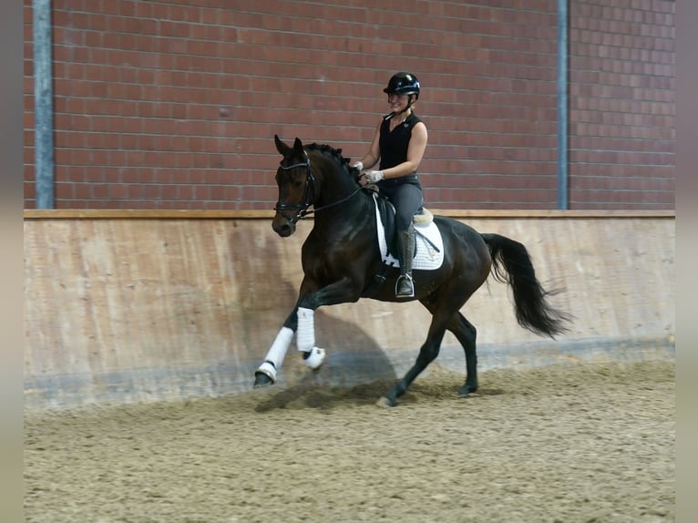 Pony tedesco Mix Stallone 3 Anni 154 cm Baio scuro in Paderborn