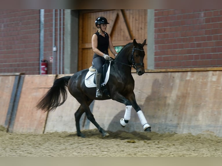 Pony tedesco Mix Stallone 3 Anni 154 cm Baio scuro in Paderborn