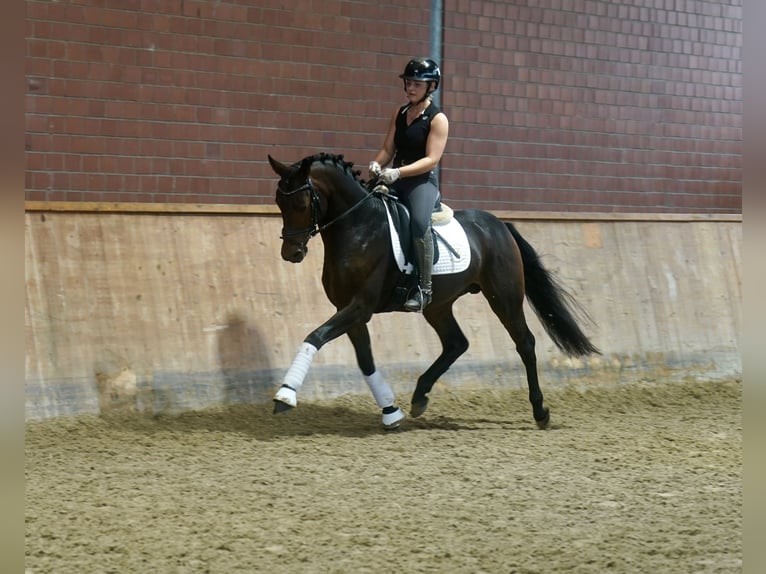 Pony tedesco Mix Stallone 3 Anni 154 cm Baio scuro in Paderborn