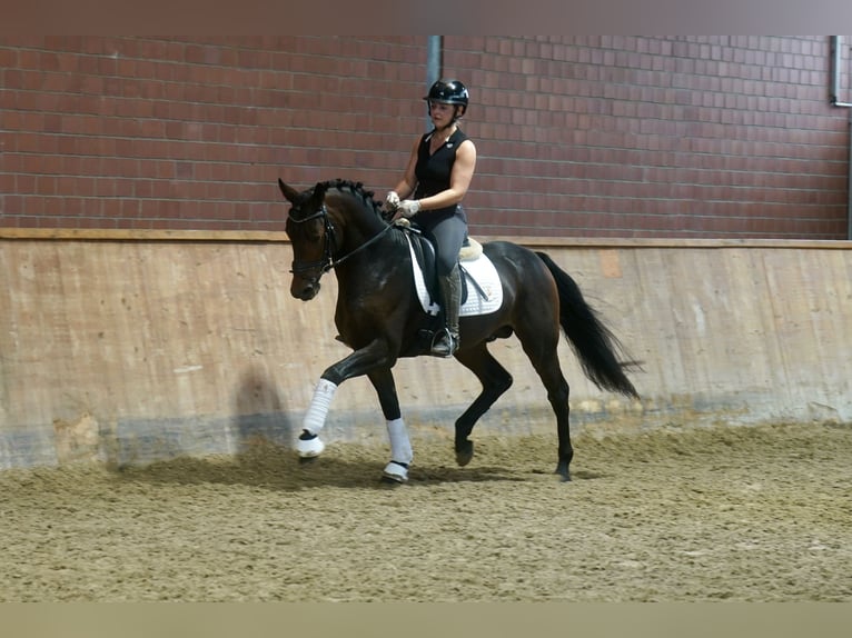 Pony tedesco Mix Stallone 3 Anni 154 cm Baio scuro in Paderborn