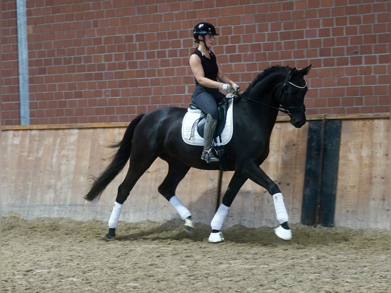 Pony tedesco Mix Stallone 3 Anni 154 cm Baio scuro in Paderborn