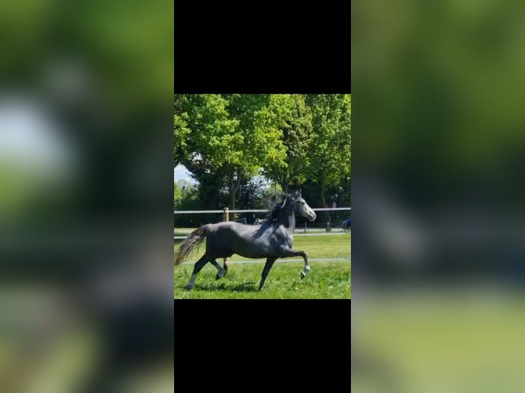 Pony tedesco Stallone 3 Anni 154 cm Grigio in Emsbüren