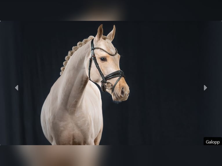 Pony tedesco Stallone 3 Anni Palomino in Mönchengladbach