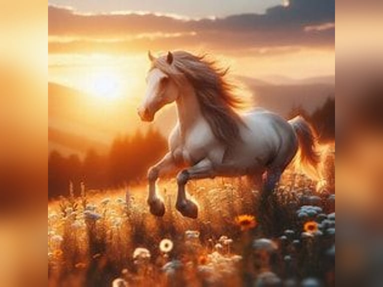 Pony tedesco Stallone 3 Anni Pelle di daino in Ladbergen