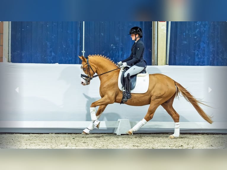 Pony tedesco Stallone 3 Anni Sauro in Mönchengladbach