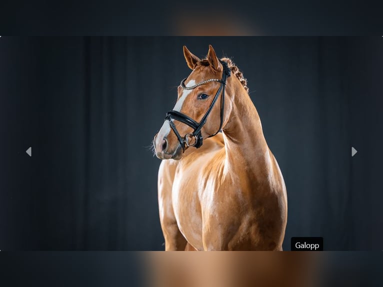 Pony tedesco Stallone 3 Anni Sauro in Mönchengladbach