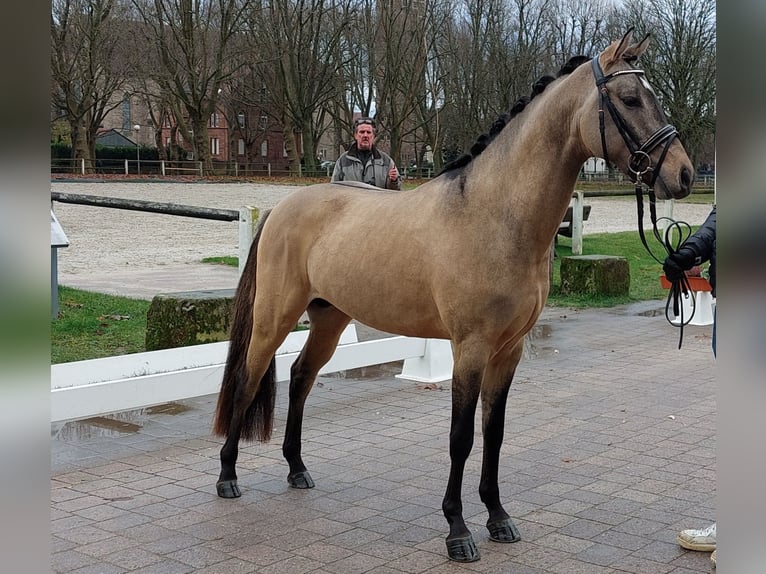 Pony tedesco Stallone 4 Anni 144 cm Falbo in Ebersbach an der Fils