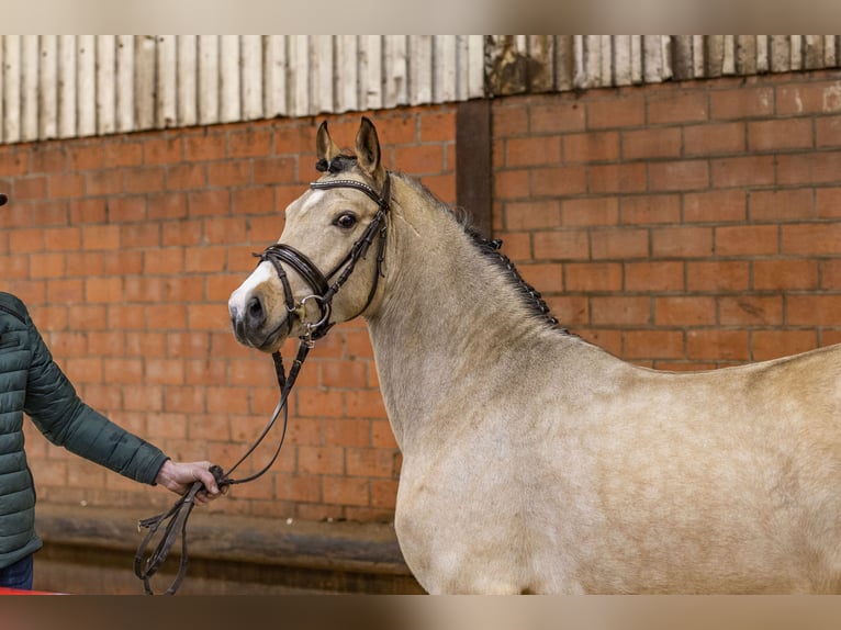 Pony tedesco Stallone 4 Anni 144 cm Falbo in Meppen