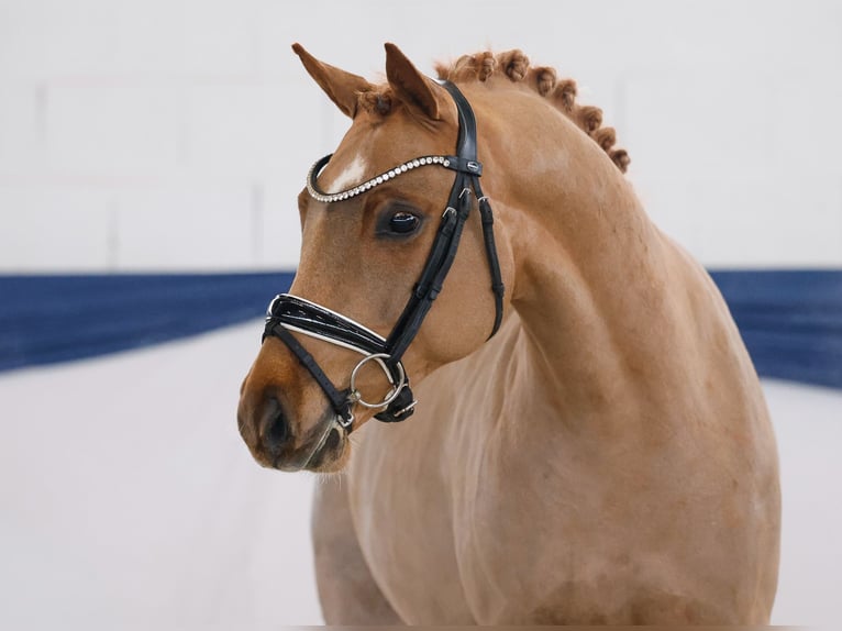 Pony tedesco Stallone 4 Anni 144 cm Sauro in Marsberg