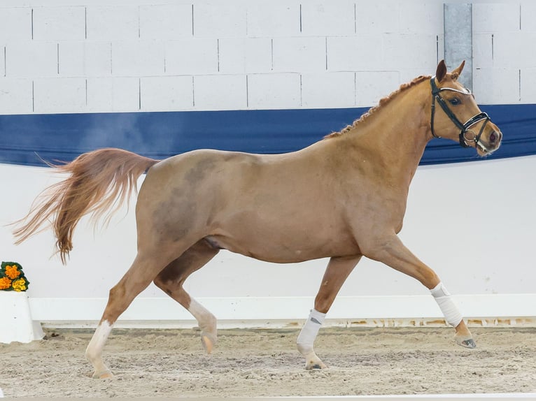 Pony tedesco Stallone 4 Anni 144 cm Sauro in Marsberg