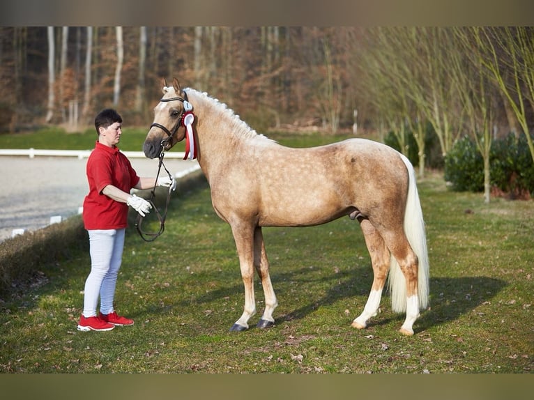 Pony tedesco Stallone 4 Anni 145 cm Palomino in Frankenberg (Eder)