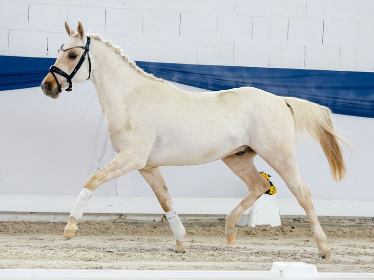 Pony tedesco Stallone 4 Anni 145 cm Palomino in Marsberg