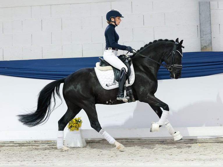 Pony tedesco Stallone 4 Anni 147 cm Morello in Marsberg Pony tedesco Stallone 4 Anni 147 cm Morello in Marsberg