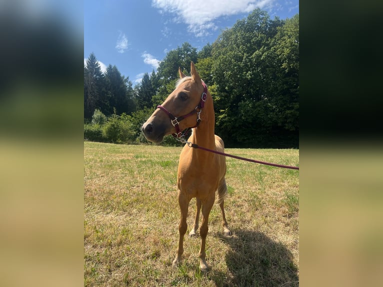 Pony tedesco Stallone 4 Anni 147 cm Palomino in Mömbris