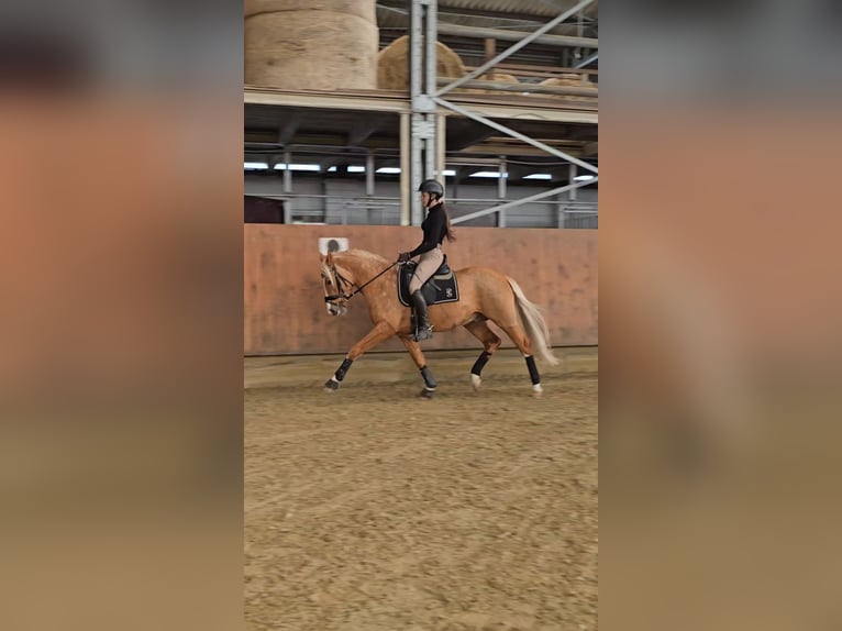 Pony tedesco Stallone 4 Anni 147 cm Palomino in Bruchköbel
