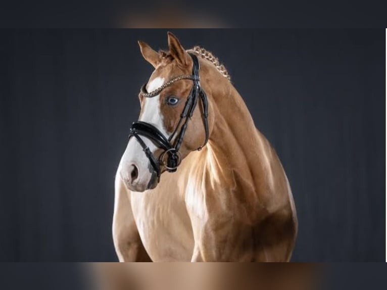 Pony tedesco Stallone 4 Anni 147 cm Sauro in Ruppichteroth