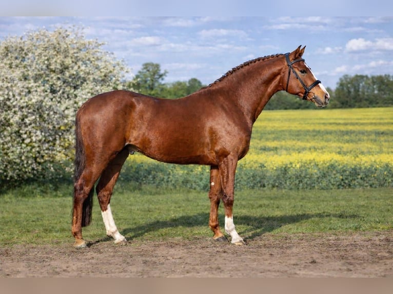 Pony tedesco Stallone 4 Anni 147 cm Sauro in Meppen