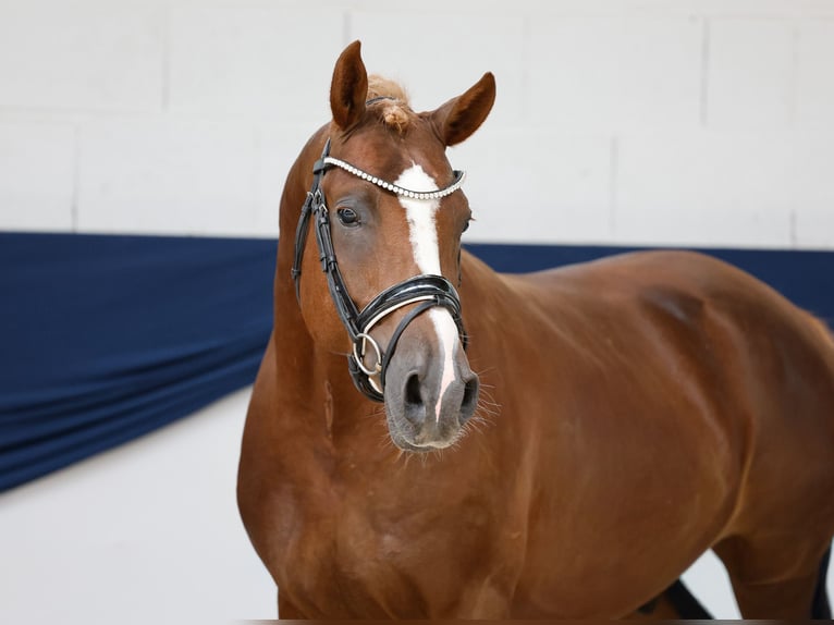 Pony tedesco Stallone 4 Anni 149 cm Sauro in Marsberg
