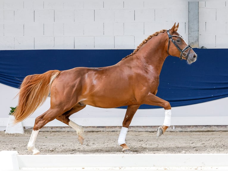 Pony tedesco Stallone 4 Anni 149 cm Sauro in Marsberg