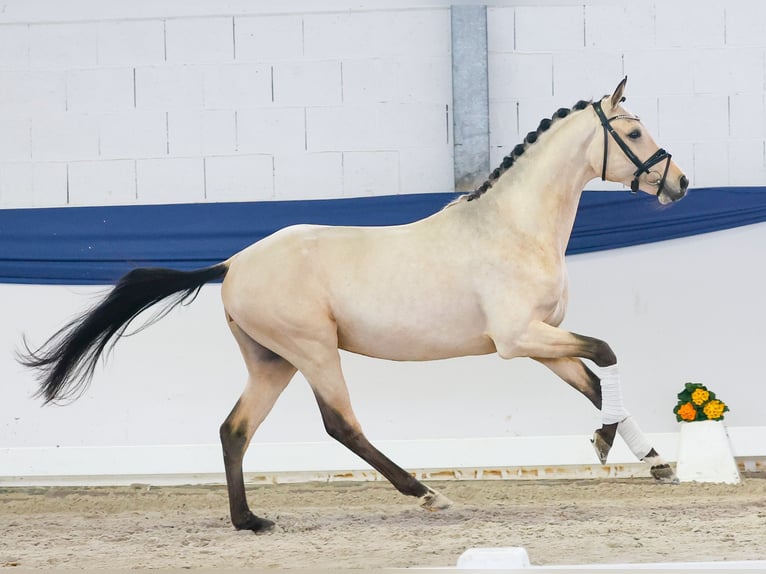Pony tedesco Stallone 4 Anni 151 cm Falbo in Marsberg
