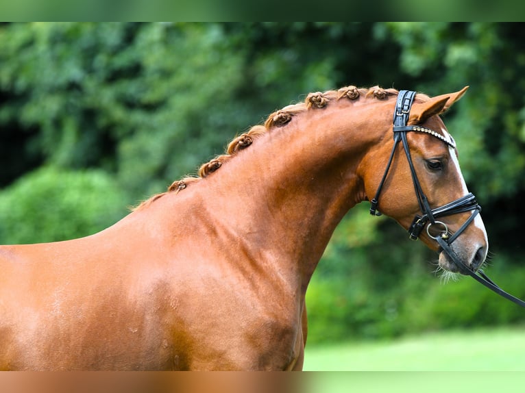 Pony tedesco Stallone 4 Anni 152 cm Sauro in Rehburg-Loccum