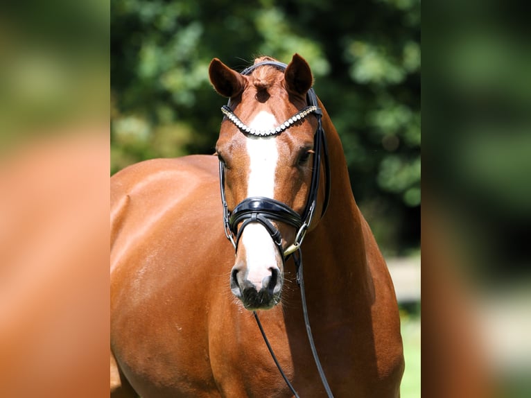 Pony tedesco Stallone 4 Anni 152 cm Sauro in Rehburg-Loccum