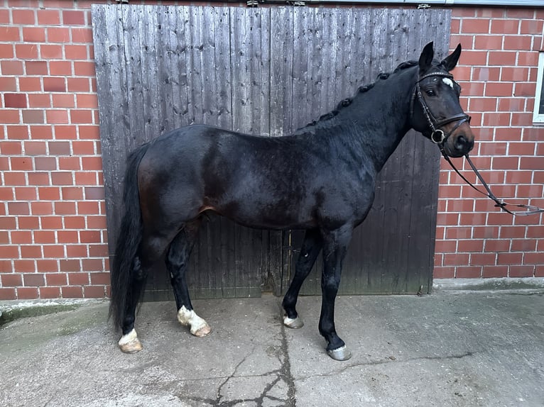 Pony tedesco Stallone 4 Anni Baio scuro in Hamm