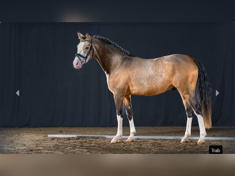 Pony tedesco Stallone 4 Anni Falbo in Mönchengladbach