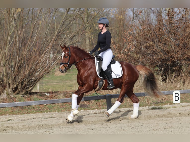 Pony tedesco Stallone 4 Anni Sauro scuro in Kiel
