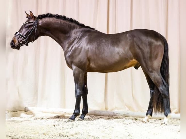 Pony tedesco Stallone 5 Anni 144 cm Baio scuro in Stockholm