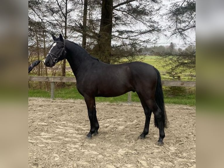 Pony tedesco Stallone 5 Anni 145 cm Morello in Süderlügum