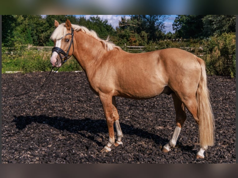 Pony tedesco Stallone 5 Anni 145 cm Palomino in Teltow