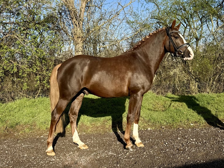 Pony tedesco Stallone 5 Anni 145 cm Sauro scuro in Grevenbroich