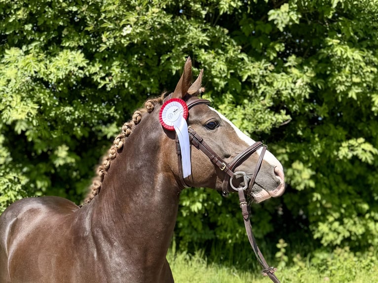 Pony tedesco Stallone 5 Anni 145 cm Sauro scuro in Grevenbroich
