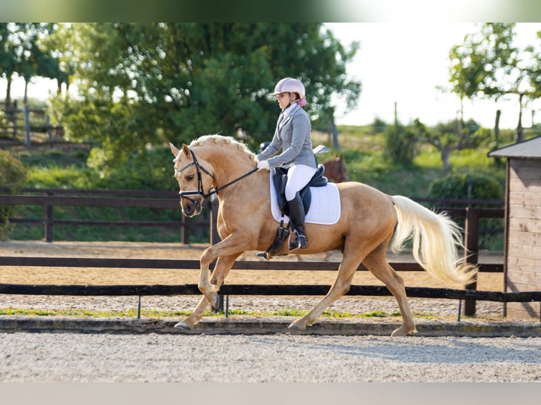 Pony tedesco Stallone 5 Anni 146 cm Palomino in Cornellà del Terri