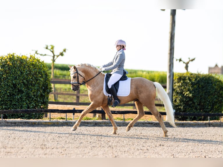 Pony tedesco Stallone 5 Anni 146 cm Palomino in Cornellà del Terri