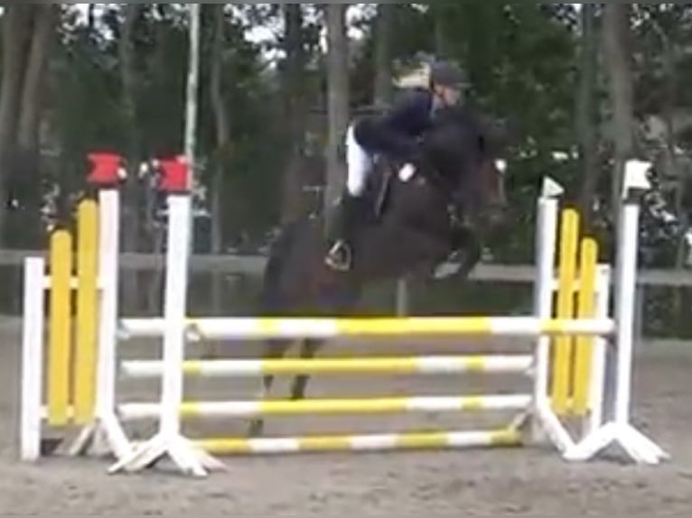 Pony tedesco Stallone 5 Anni 147 cm Baio nero in Süderlügum