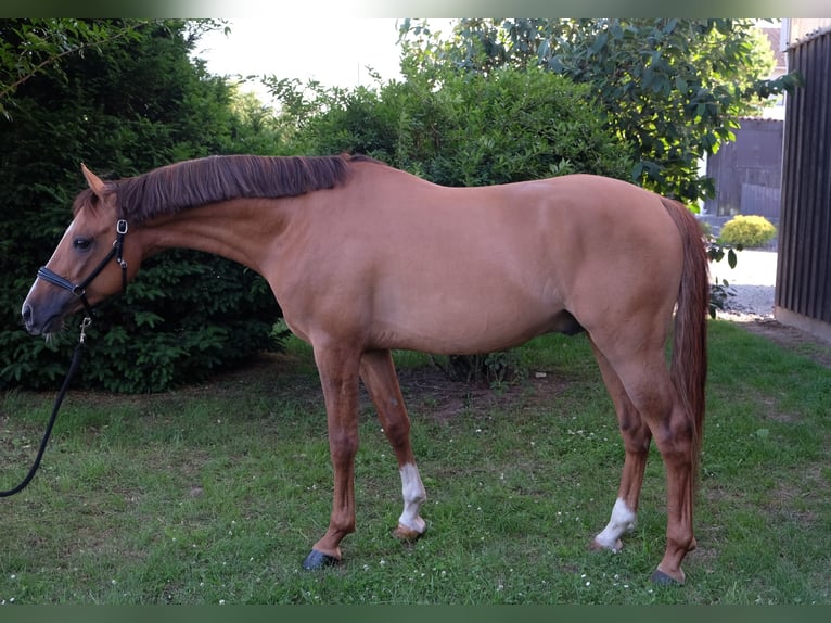 Pony tedesco Stallone 5 Anni 147 cm Falbo in Schaafheim
