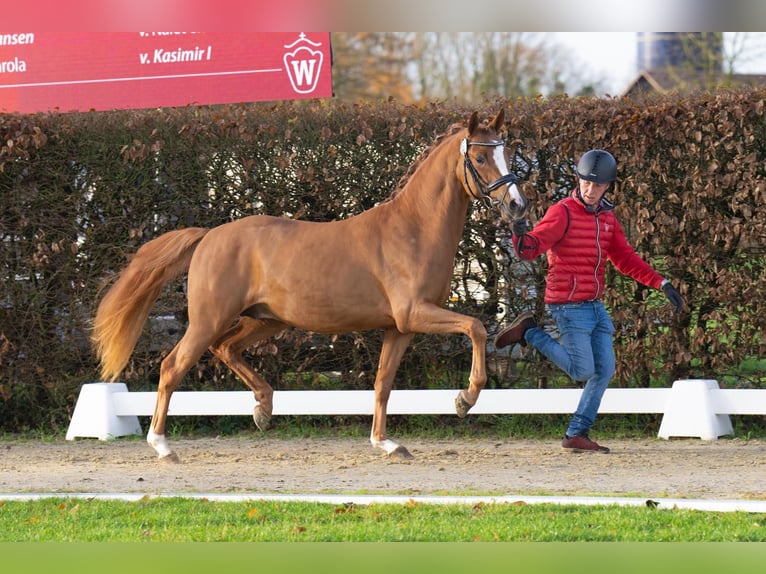 Pony tedesco Stallone 5 Anni 148 cm Sauro in Achim