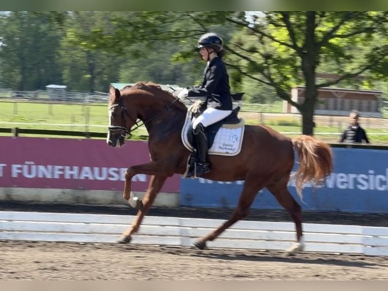 Pony tedesco Stallone 5 Anni 148 cm Sauro in Achim