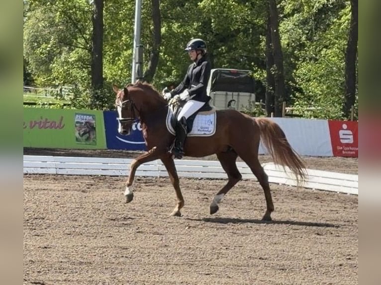 Pony tedesco Stallone 5 Anni 148 cm Sauro in Achim