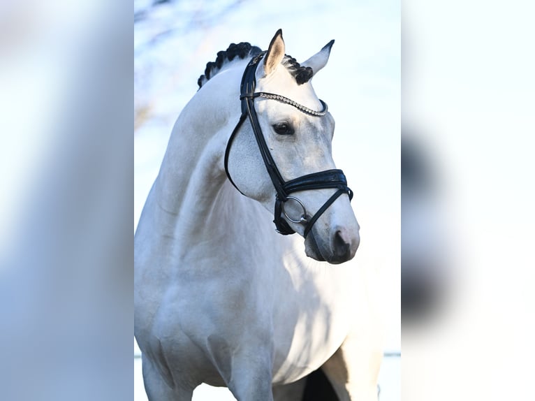 Pony tedesco Stallone 5 Anni 149 cm Pelle di daino in Vettweiß