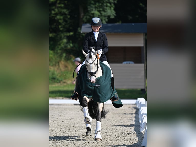 Pony tedesco Stallone 5 Anni 149 cm Pelle di daino in Vettweiß